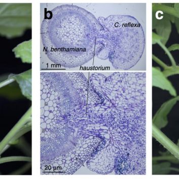 Cuscuta reflexa induces defense in cultivated tomato by a pathogen-associated molecular pattern