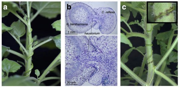 Cuscuta reflexa induces defense in cultivated tomato by a pathogen-associated molecular pattern