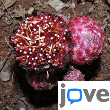 Parasitic plant and logo-04eaa2f2