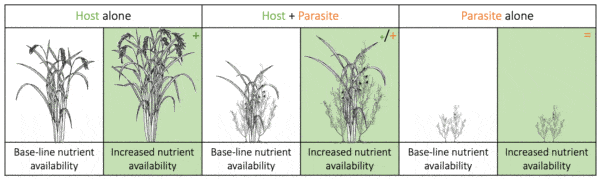 Fertilization benefits the facultative parasitic plant Rhamphicarpa fistulosa while gains by the infected host Oryza sativa are marginalized