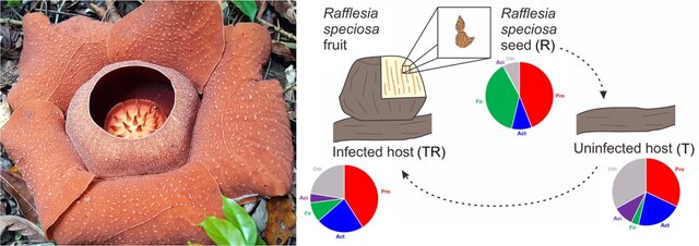 Hypothetical-microbiome-changes-upon-Rafflesia-infection-of-the-Tetrastigma-host-During_W640