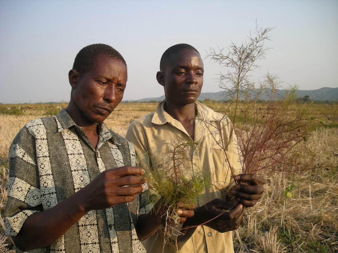 Farmers-Tz-with_Rhamphicarpa copy