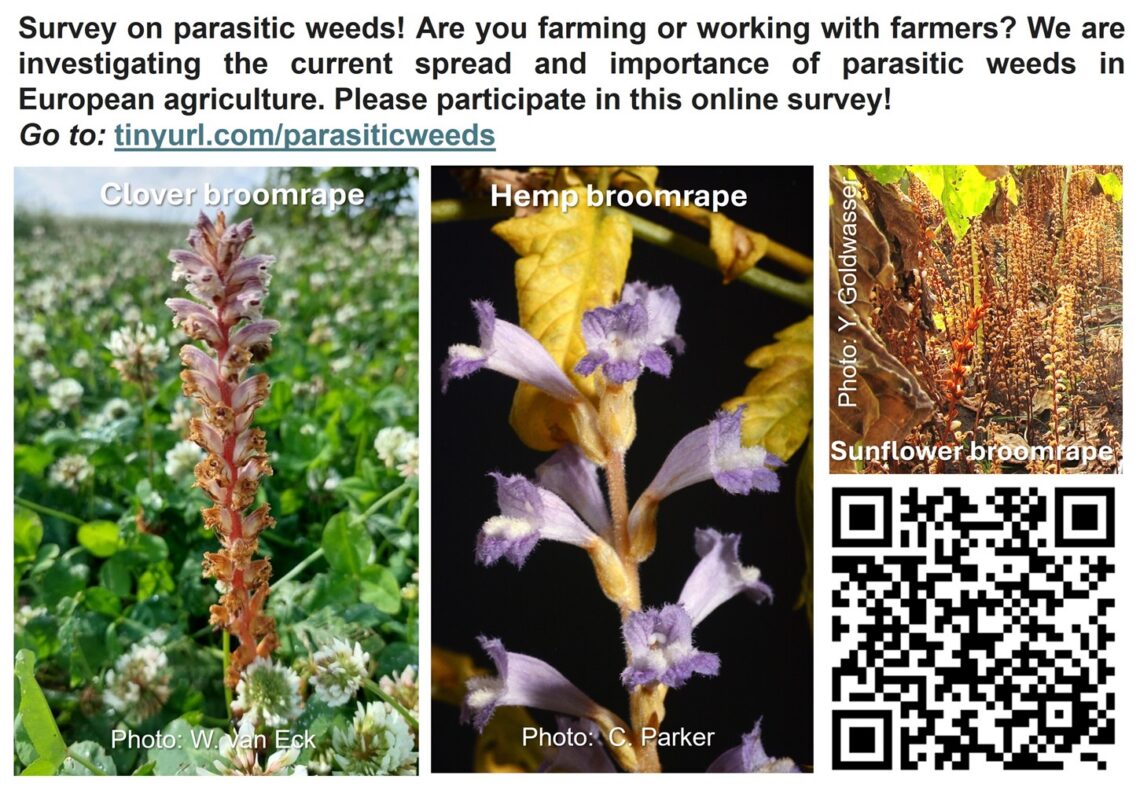 Promo-PWsurvey-EN-new2-lowres