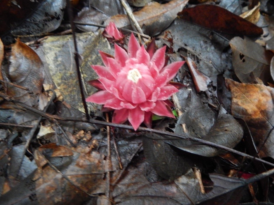 Photo-5_Thonningia-sanguinea-on-rubber-tree-Nigeria-cE.I.Aigbokhan