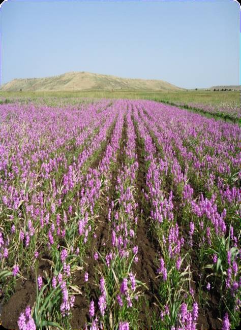Striga-Infestation-in-Sudans-Sorghum-Fields-3